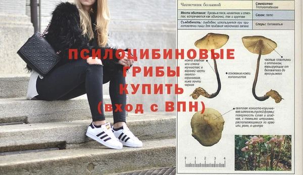 шишки Михайловск